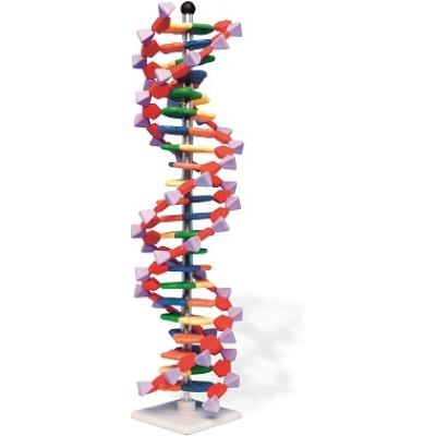 DNA dubbelhelix model