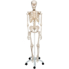 1020171 Skelet Stan