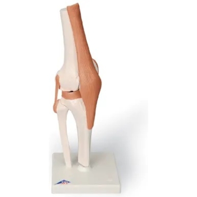 1000163 Kniegewricht