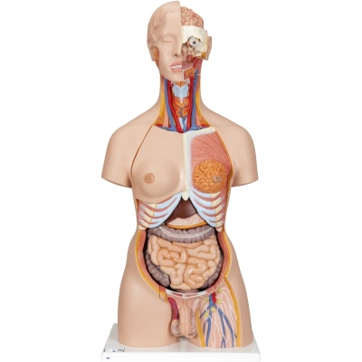 1000200 Torso Voorkant