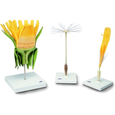 1000532 Paardenbloem