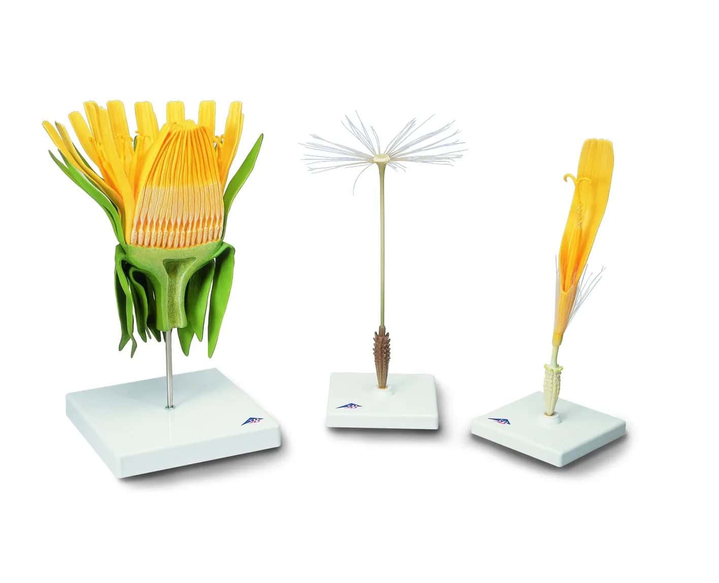 1000532 Paardenbloem