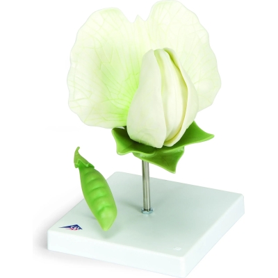 1000535 Boon Bloesem