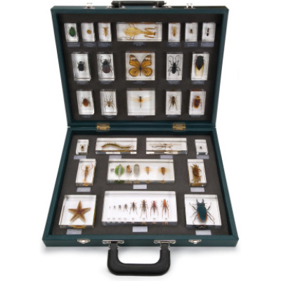 1005970 Ongewervelden