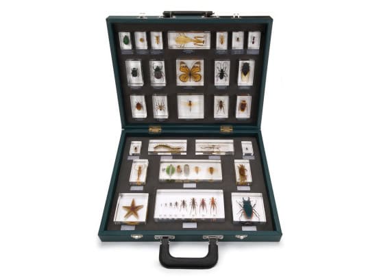 1005970 Ongewervelden