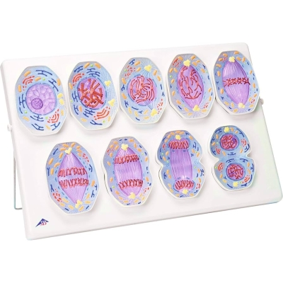 1013868 mitose model