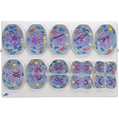 1013869 Meiose Model