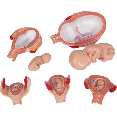 1018633 Zwangerschap