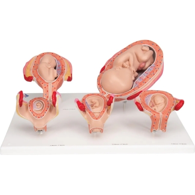 1018633 Zwangerschap