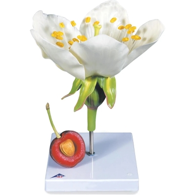 1020125 Kersenbloesem