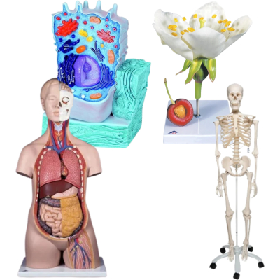 Anatomie biologie
