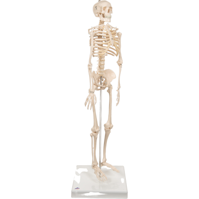 1000039 Skelet 80cm