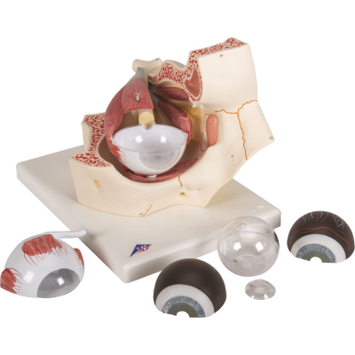 1000258 oog model