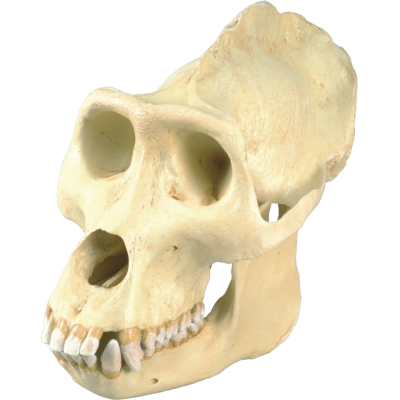 1001301 Schedel gorilla