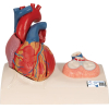 1010006 Hart, 5 Delig Model Met Systole