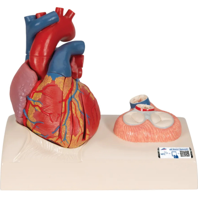 1010006 Hart, 5 Delig Model Met Systole
