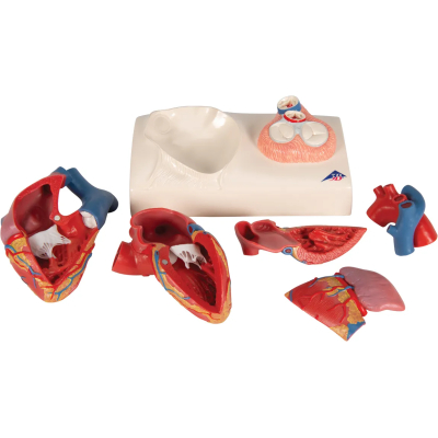1010006 Hart, 5 Delig Model Met Systole B