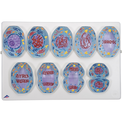 1013868 mitose meiose